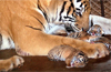 Two more tiger cubs born at Pilikula Biological Park